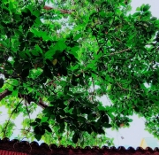 Hostal La Salernitana